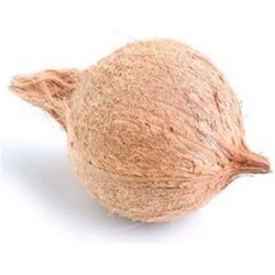 Fresh Coconut Whole 1 Piece (India Nariyal)
