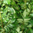 Fresh Curry Leaf 100 g (Indian Sweet Neem Leaves