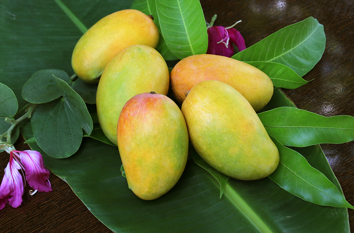 Fresh Kesar Mangoes 5 To 6 Pic in 1 Box (Indian)