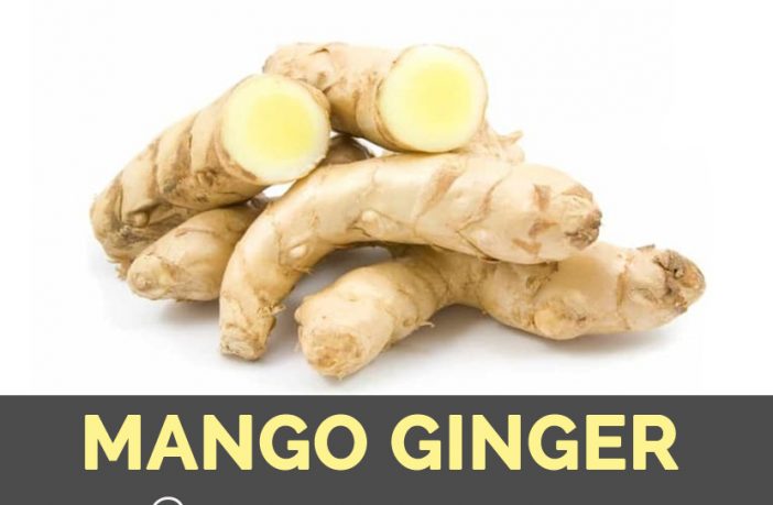 Fresh Mango Ginger Whole 250 g (Amba Haldi Kacha)