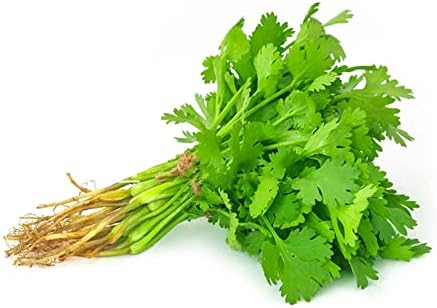 Fresh Coriander Leaves 1 Bunch 100 g (Dhaniya/Kottumalli/Kottimira akulu)