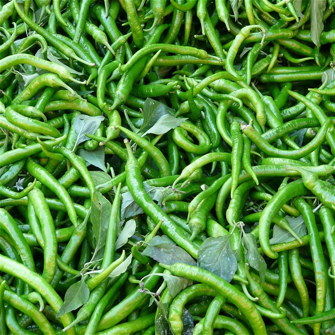 Fresh Green Chillies 100 g (Hari mirch/Pachi mirapakayalu/Oora mirapakayalu)