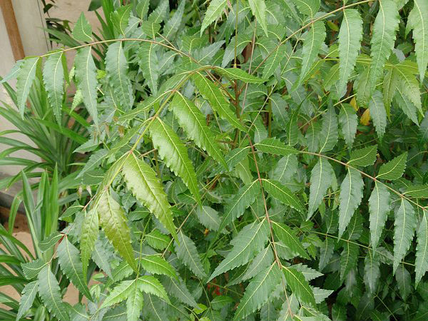 Fresh Neem Leaf 50 g (Indian Neem Leaves)